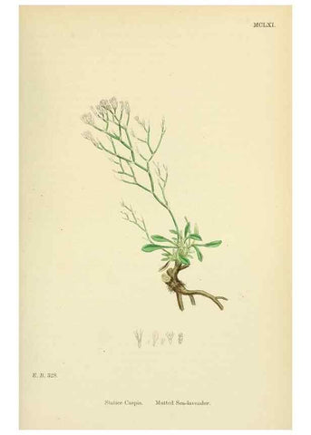 Reproducción/Reproduction 48718085316: English botany, or, Coloured figures of British plants /. London :R. Hardwicke,1863-1886.. 