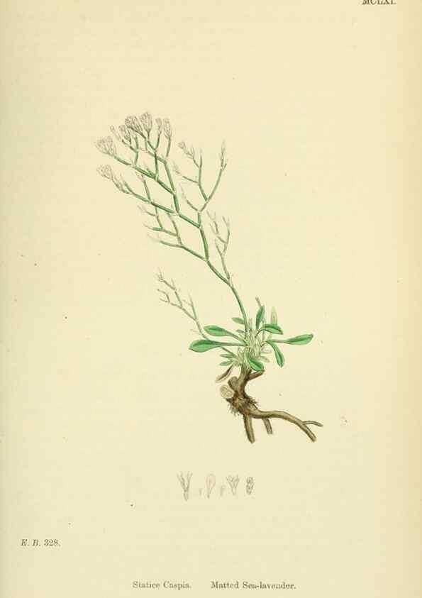 Reproducción/Reproduction 48718085316: English botany, or, Coloured figures of British plants /. London :R. Hardwicke,1863-1886.. 