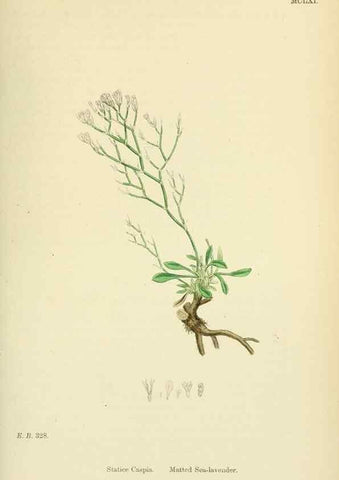 Reproducción/Reproduction 48718085316: English botany, or, Coloured figures of British plants /. London :R. Hardwicke,1863-1886.. 