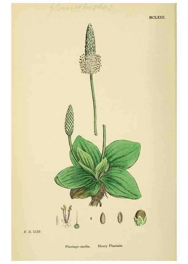 Reproducción/Reproduction 48718258202: English botany, or, Coloured figures of British plants /. London :R. Hardwicke,1863-1886.. 