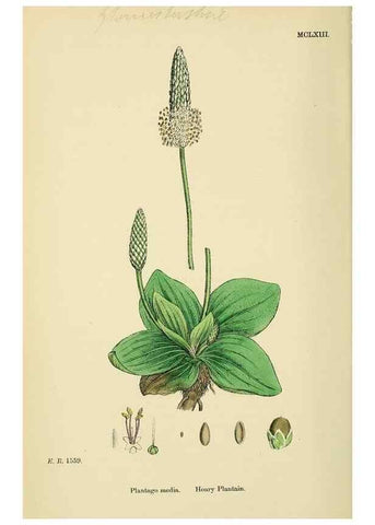Reproducción/Reproduction 48718258202: English botany, or, Coloured figures of British plants /. London :R. Hardwicke,1863-1886.. 