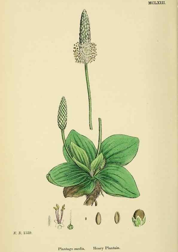 Reproducción/Reproduction 48718258202: English botany, or, Coloured figures of British plants /. London :R. Hardwicke,1863-1886.. 