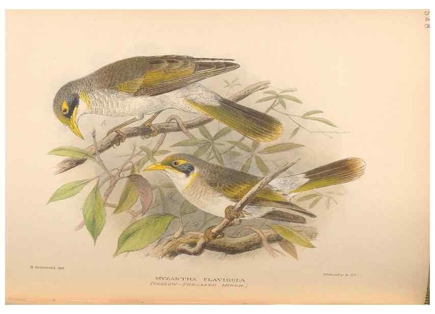 Reproducción/Reproduction 48744041817: The Birds of Australia. London :Witherby & Co.,1910-1927.. 