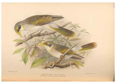 Reproducción/Reproduction 48744041817: The Birds of Australia. London :Witherby & Co.,1910-1927.. 