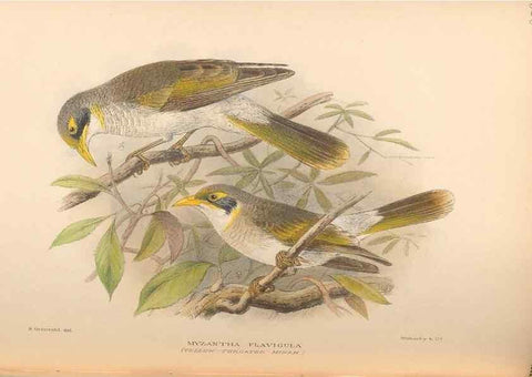 Reproducción/Reproduction 48744041817: The Birds of Australia. London :Witherby & Co.,1910-1927.. 