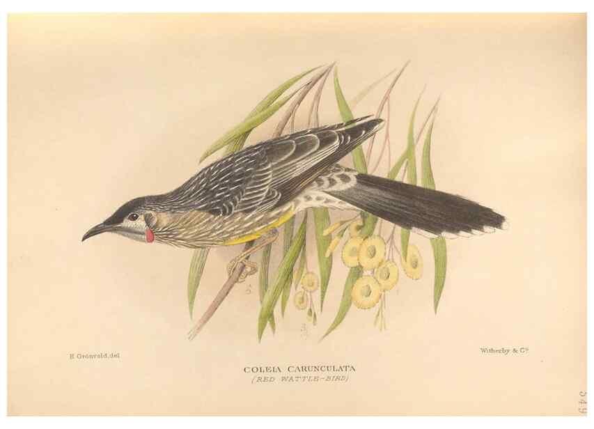 Reproducción/Reproduction 48744042112: The Birds of Australia. London :Witherby & Co.,1910-1927.. 