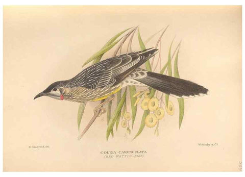 Reproducción/Reproduction 48744042112: The Birds of Australia. London :Witherby & Co.,1910-1927.. 