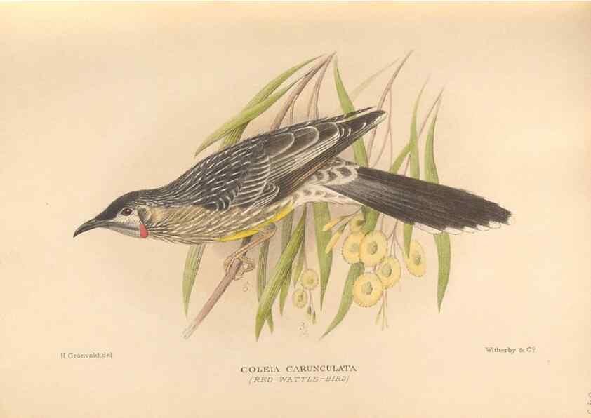 Reproducción/Reproduction 48744042112: The Birds of Australia. London :Witherby & Co.,1910-1927.. 