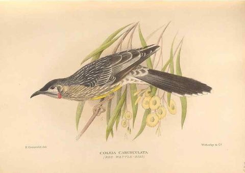 Reproducción/Reproduction 48744042112: The Birds of Australia. London :Witherby & Co.,1910-1927.. 