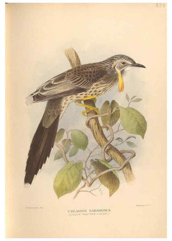 Reproducción/Reproduction 48743867216: The Birds of Australia. London :Witherby & Co.,1910-1927.. 