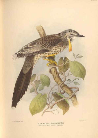 Reproducción/Reproduction 48743867216: The Birds of Australia. London :Witherby & Co.,1910-1927.. 