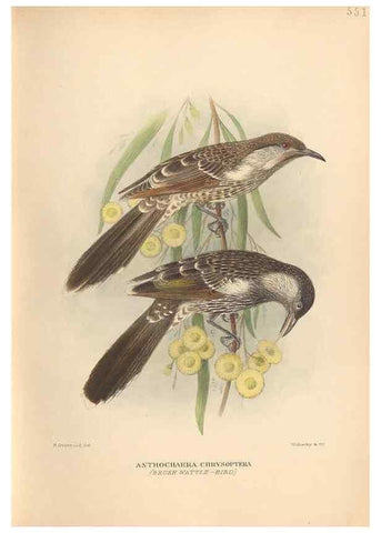 Reproducción/Reproduction 48743867576: The Birds of Australia. London :Witherby & Co.,1910-1927.. 
