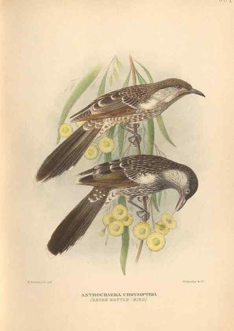 Reproducción/Reproduction 48743867576: The Birds of Australia. London :Witherby & Co.,1910-1927.. 