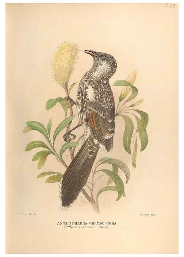 Reproducción/Reproduction 48743868126: The Birds of Australia. London :Witherby & Co.,1910-1927.. 