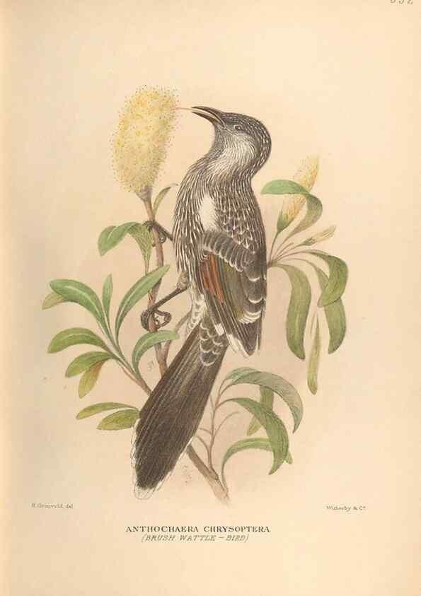 Reproducción/Reproduction 48743868126: The Birds of Australia. London :Witherby & Co.,1910-1927.. 