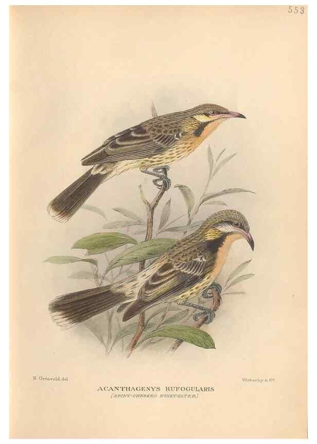Reproducción/Reproduction 48744043667: The Birds of Australia. London :Witherby & Co.,1910-1927.. 