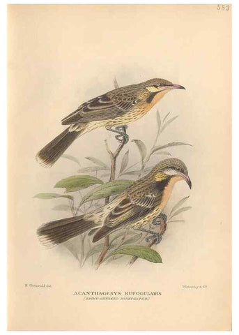 Reproducción/Reproduction 48744043667: The Birds of Australia. London :Witherby & Co.,1910-1927.. 