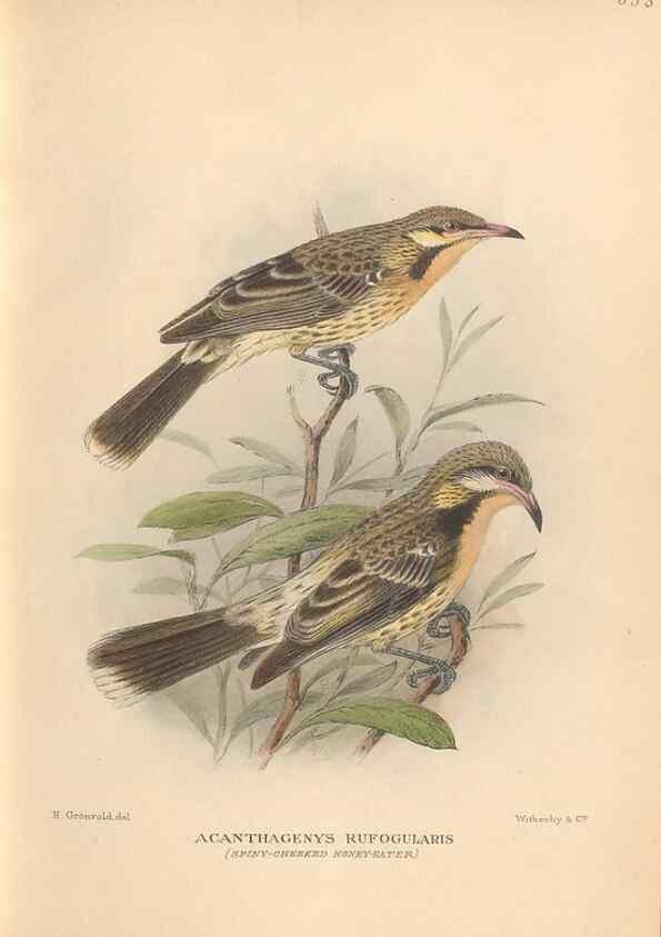 Reproducción/Reproduction 48744043667: The Birds of Australia. London :Witherby & Co.,1910-1927.. 