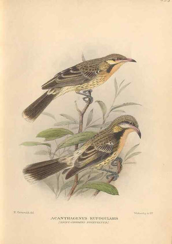 Reproducción/Reproduction 48744043667: The Birds of Australia. London :Witherby & Co.,1910-1927.. 