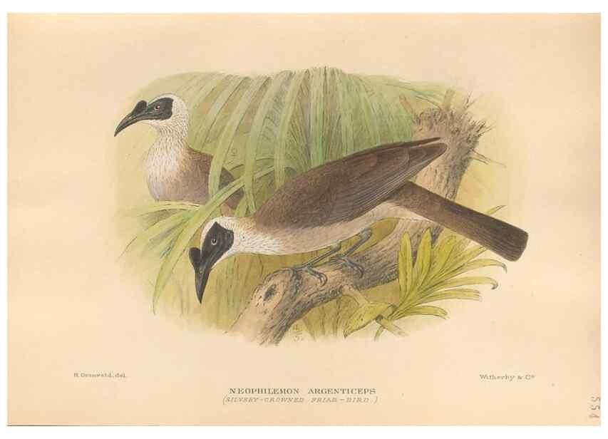 Reproducción/Reproduction 48743533623: The Birds of Australia. London :Witherby & Co.,1910-1927.. 
