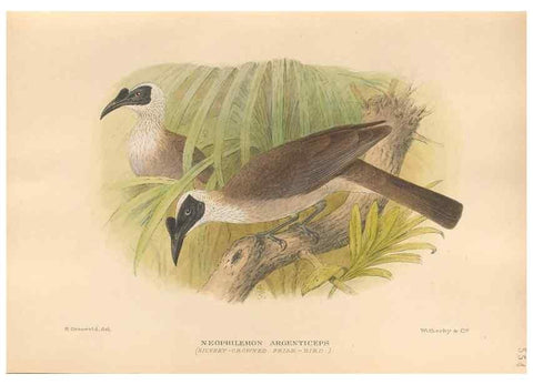 Reproducción/Reproduction 48743533623: The Birds of Australia. London :Witherby & Co.,1910-1927.. 