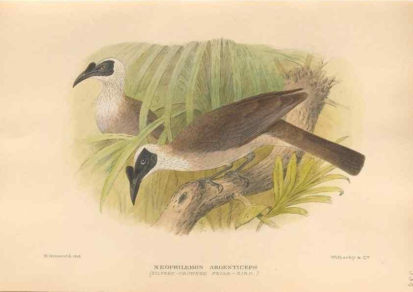Reproducción/Reproduction 48743533623: The Birds of Australia. London :Witherby & Co.,1910-1927.. 