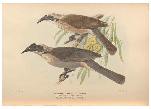 Reproducción/Reproduction 48743869141: The Birds of Australia. London :Witherby & Co.,1910-1927.. 