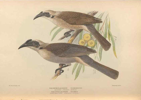 Reproducción/Reproduction 48743869141: The Birds of Australia. London :Witherby & Co.,1910-1927.. 