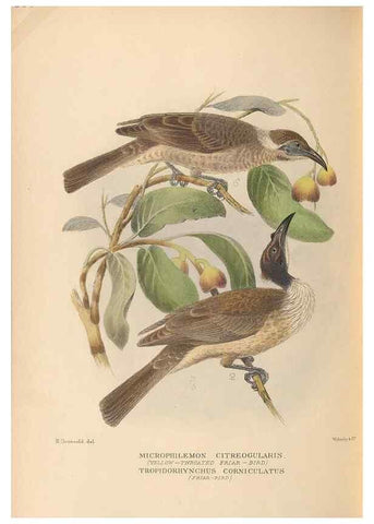 Reproducción/Reproduction 48743534278: The Birds of Australia. London :Witherby & Co.,1910-1927.. 