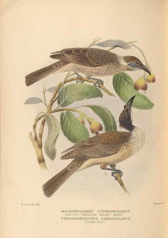 Reproducción/Reproduction 48743534278: The Birds of Australia. London :Witherby & Co.,1910-1927.. 