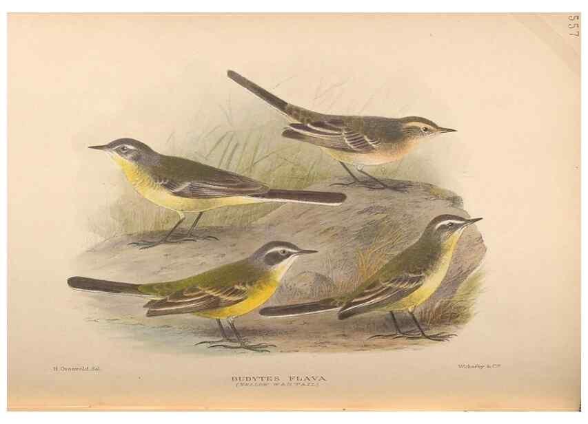 Reproducción/Reproduction 48744045052: The Birds of Australia. London :Witherby & Co.,1910-1927.. 