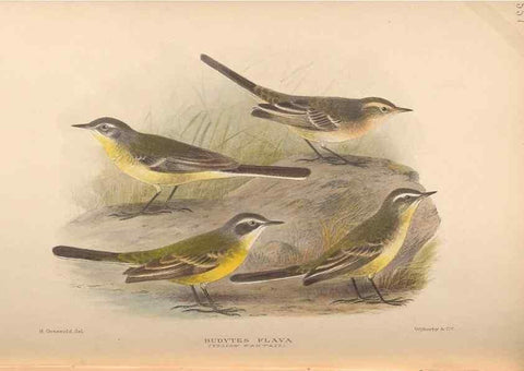 Reproducción/Reproduction 48744045052: The Birds of Australia. London :Witherby & Co.,1910-1927.. 