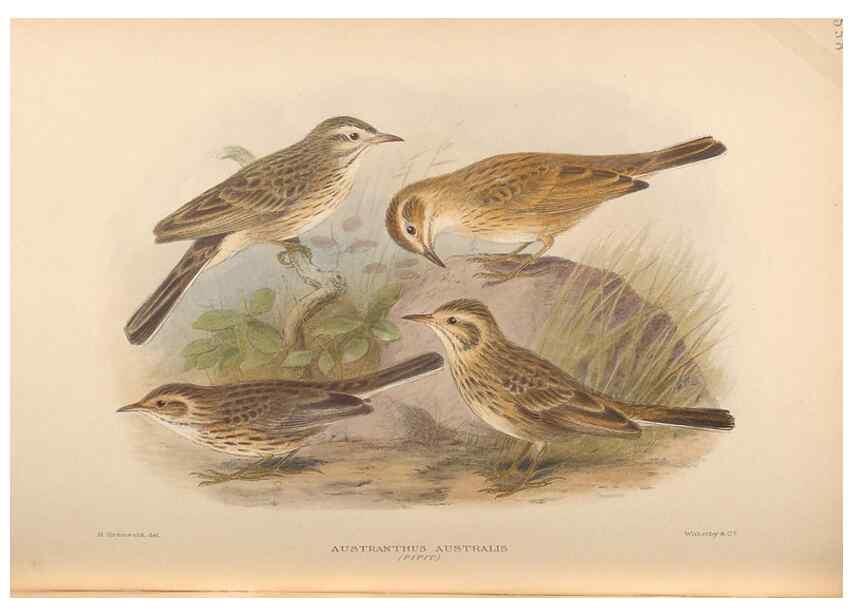 Reproducción/Reproduction 48743870156: The Birds of Australia. London :Witherby & Co.,1910-1927.. 