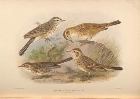 Reproducción/Reproduction 48743870156: The Birds of Australia. London :Witherby & Co.,1910-1927.. 