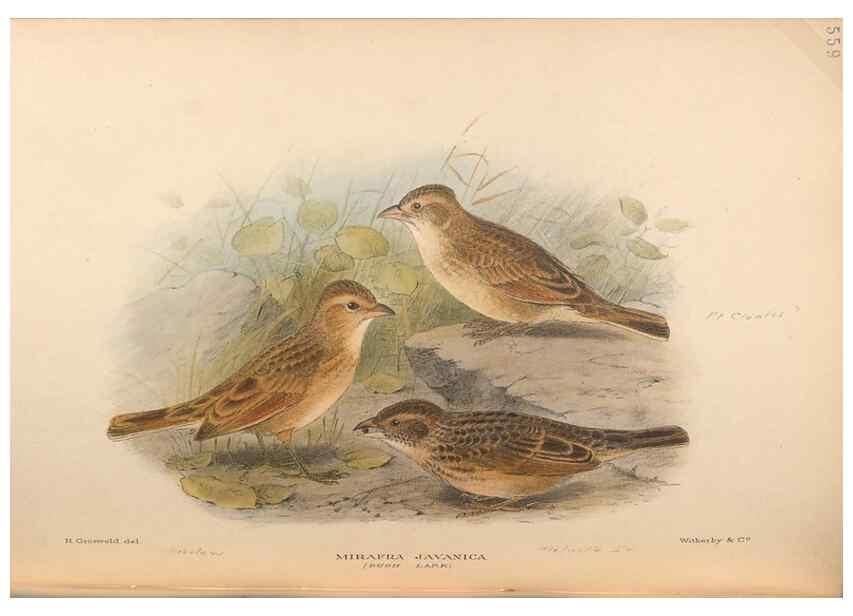 Reproducción/Reproduction 48743870536: The Birds of Australia. London :Witherby & Co.,1910-1927.. 