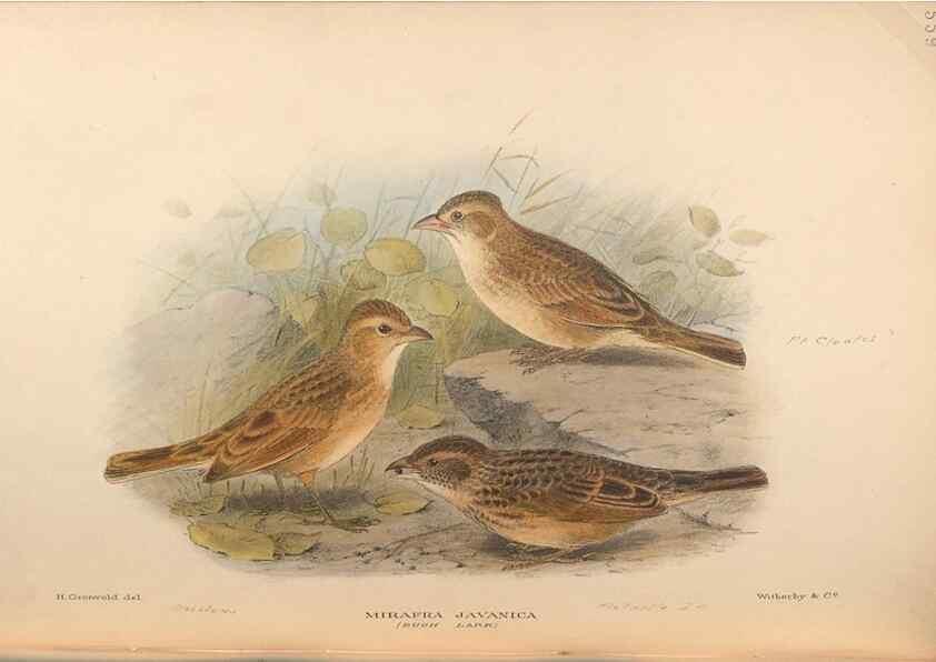 Reproducción/Reproduction 48743870536: The Birds of Australia. London :Witherby & Co.,1910-1927.. 