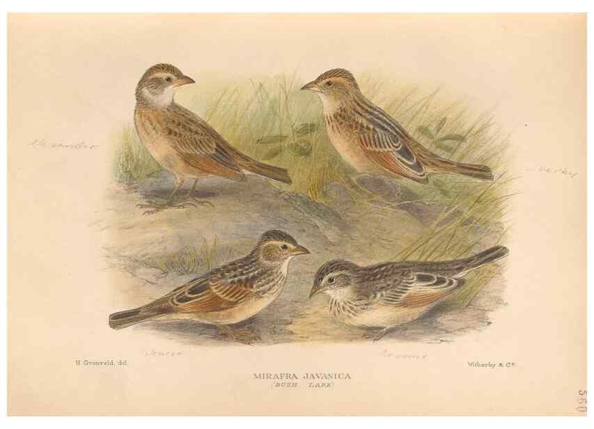 Reproducción/Reproduction 48743535648: The Birds of Australia. London :Witherby & Co.,1910-1927.. 
