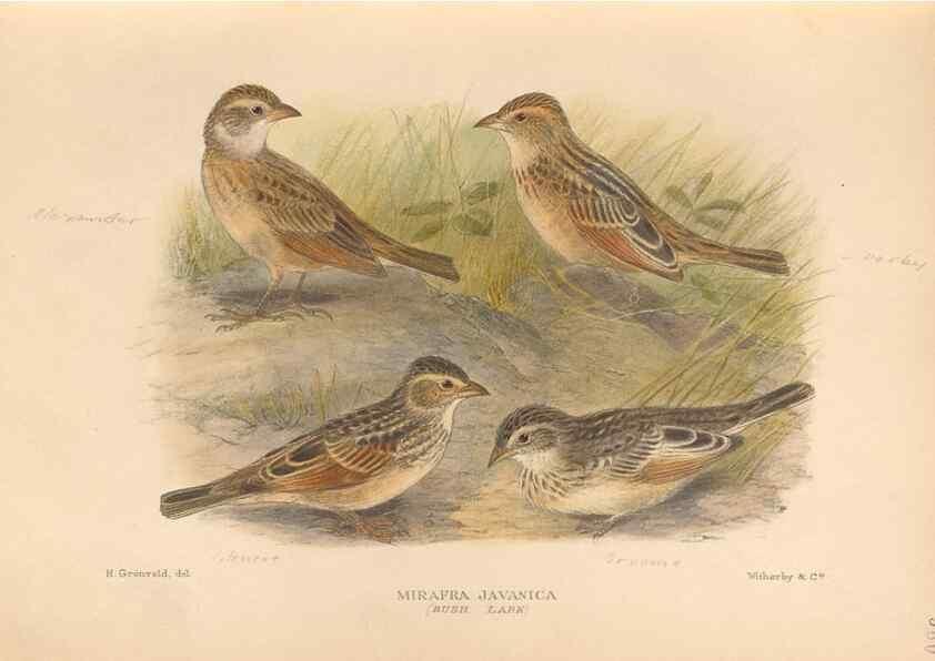 Reproducción/Reproduction 48743535648: The Birds of Australia. London :Witherby & Co.,1910-1927.. 