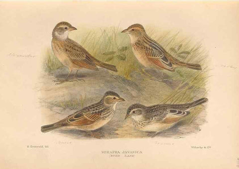 Reproducción/Reproduction 48743535648: The Birds of Australia. London :Witherby & Co.,1910-1927.. 