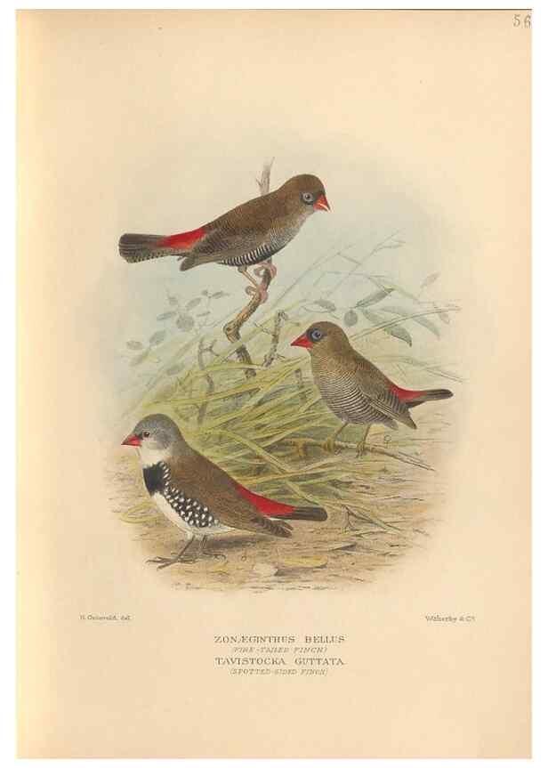 Reproducción/Reproduction 48744046497: The Birds of Australia. London :Witherby & Co.,1910-1927.. 
