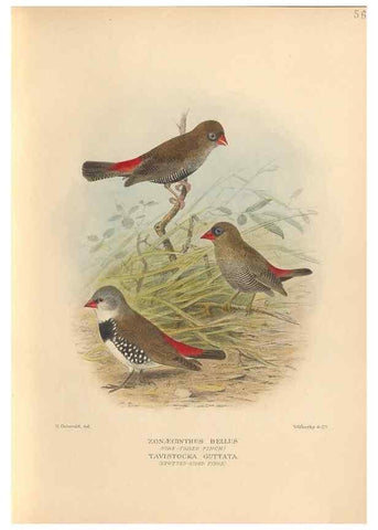 Reproducción/Reproduction 48744046497: The Birds of Australia. London :Witherby & Co.,1910-1927.. 