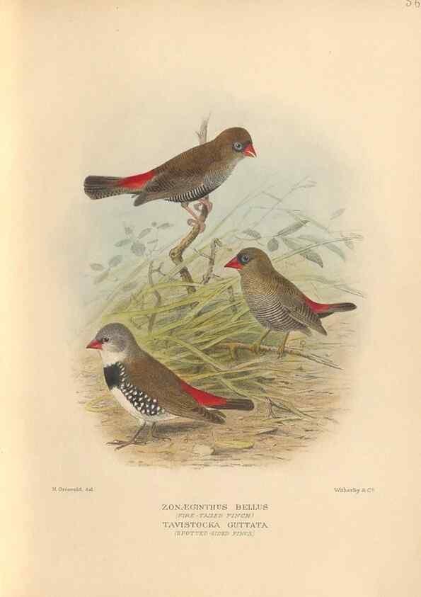 Reproducción/Reproduction 48744046497: The Birds of Australia. London :Witherby & Co.,1910-1927.. 
