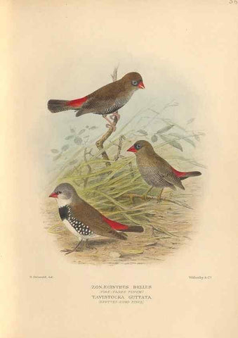 Reproducción/Reproduction 48744046497: The Birds of Australia. London :Witherby & Co.,1910-1927.. 