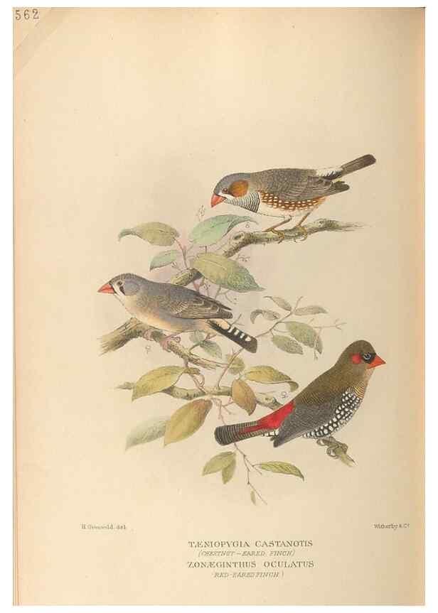 Reproducción/Reproduction 48743536538: The Birds of Australia. London :Witherby & Co.,1910-1927.. 