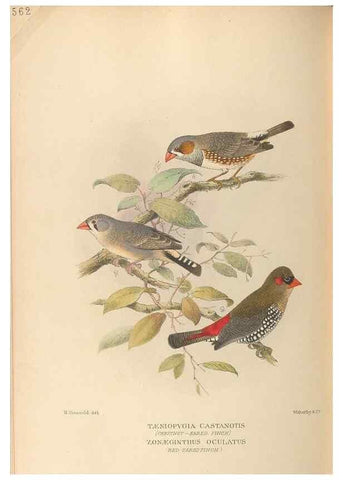 Reproducción/Reproduction 48743536538: The Birds of Australia. London :Witherby & Co.,1910-1927.. 