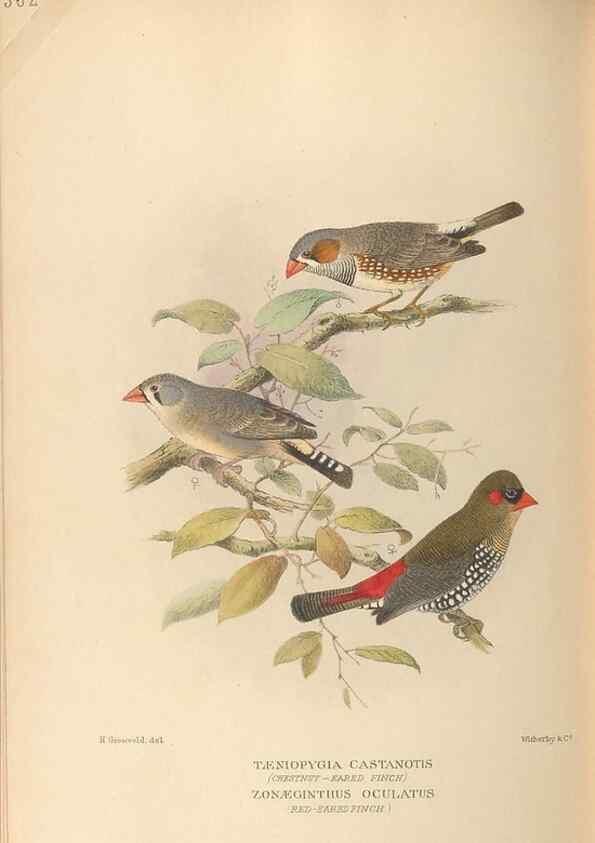 Reproducción/Reproduction 48743536538: The Birds of Australia. London :Witherby & Co.,1910-1927.. 
