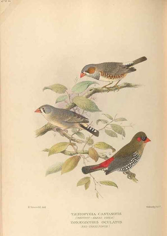 Reproducción/Reproduction 48743536538: The Birds of Australia. London :Witherby & Co.,1910-1927.. 