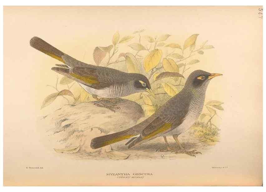 Reproducción/Reproduction 48743866271: The Birds of Australia. London :Witherby & Co.,1910-1927.. 