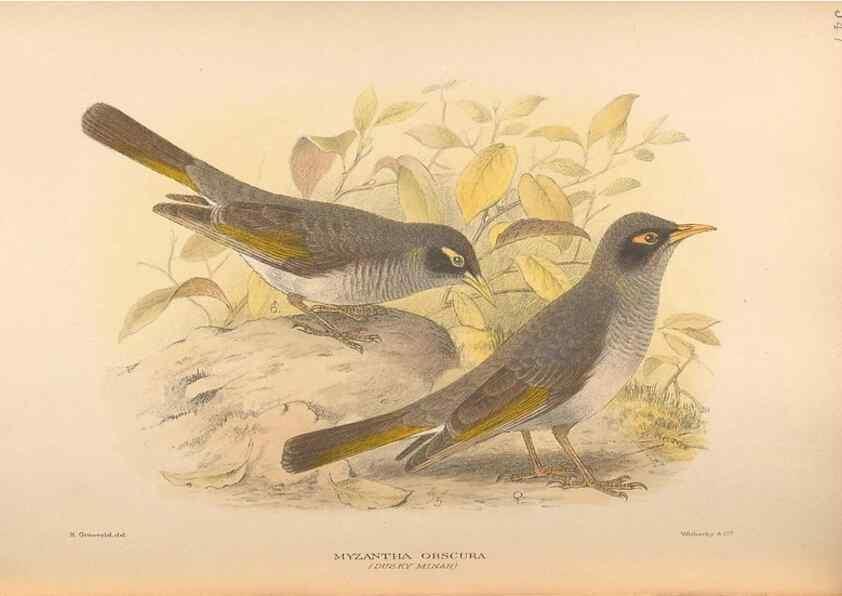 Reproducción/Reproduction 48743866271: The Birds of Australia. London :Witherby & Co.,1910-1927.. 