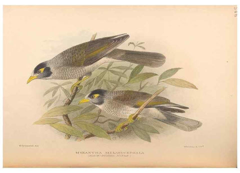 Reproducción/Reproduction 48743530548: The Birds of Australia. London :Witherby & Co.,1910-1927.. 